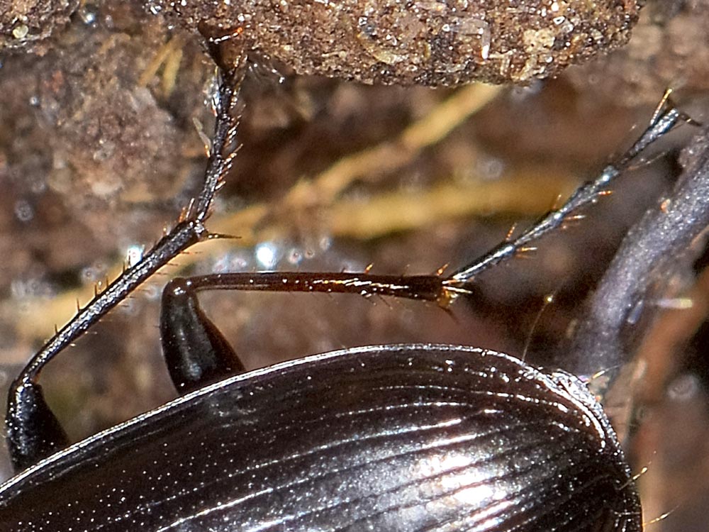 Agonum (Europhilus) thoreyi